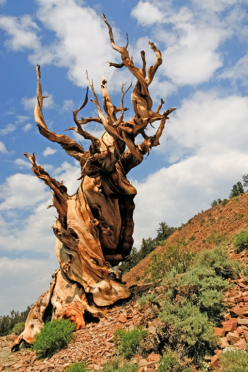 07-10 - 11.JPG - Ancient Bristecone Pine National Monument, CA